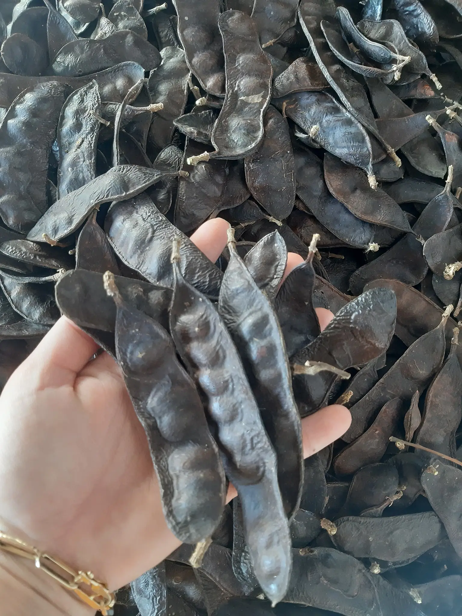 Dried Raw Honey Locust For Shampoo/ Gleditsia Triacanthos In Bulk Good