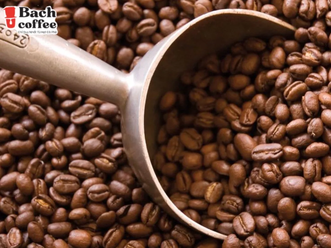 Vietnam Robusta Coffee Bean,100 Pure Robusta Coffee Small Batch Artisan Roasted,Trade Direct