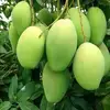 Fresh Mangos Available at wholesale prices