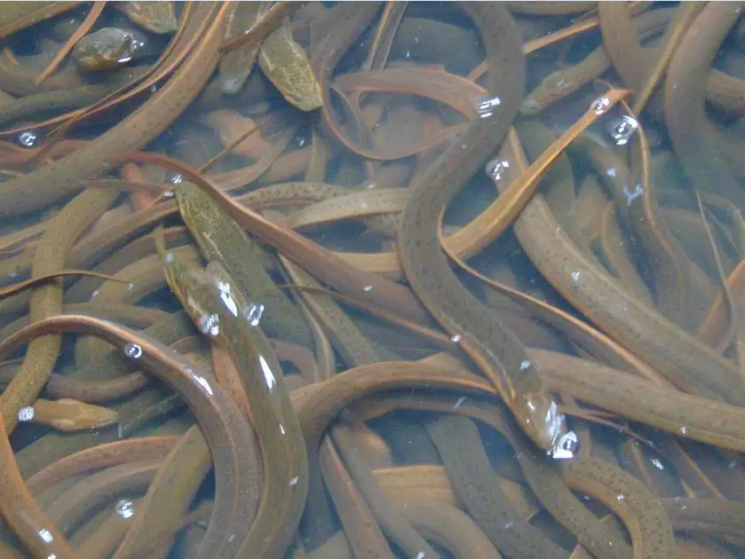 Premium Quality Fresh Live Eel Fish Wholesale In Cheap Price From