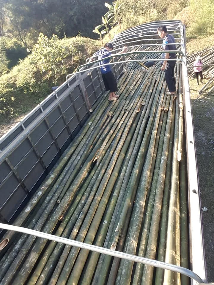 Vietnam Bamboo Plants Support Bamboo Stakes / Moso Bamboo Poles For Sale For Construction