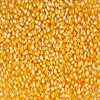 White and Yellow Maize Corn for sale