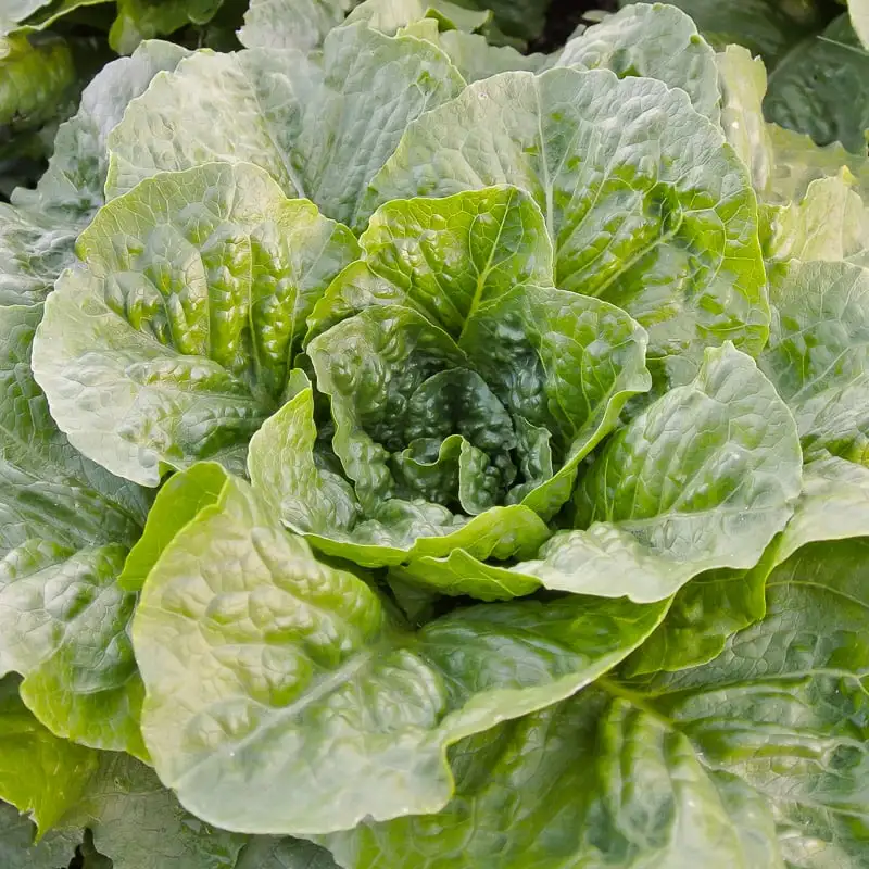 us grown lettuce romaine fresh leaf lettuce robinson fresh moq