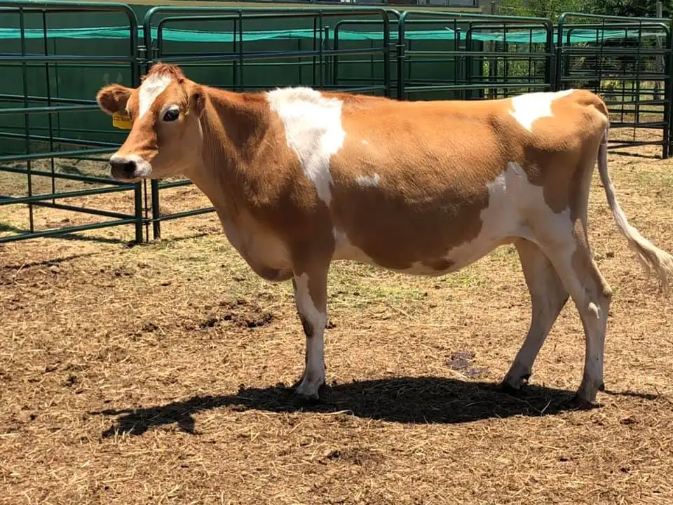 Jersay Cow.jpg
