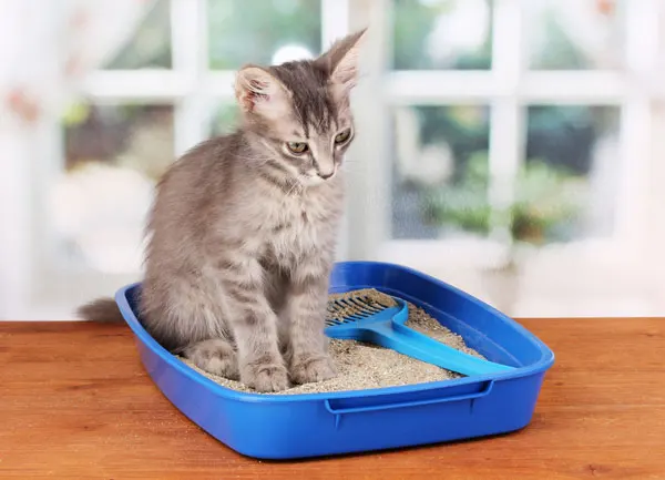cat-in-litter-box.jpg