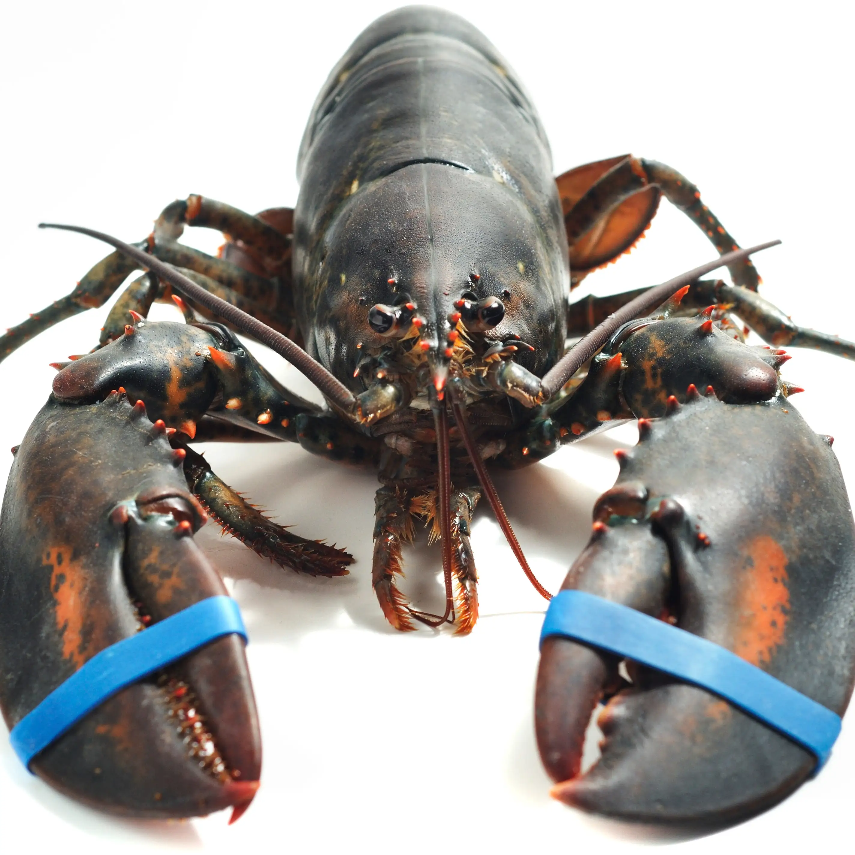 Lobsters Buy Lobster For Sale,Live Maine Lobster,Cheap Wholesale