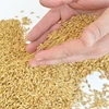 Wheat Bran, Pellets, Meal, Feed, Barley, Wheat, Maize, Alfalfa, Lucerne