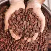 Natural Cocoa / Organic COCOA BEANS