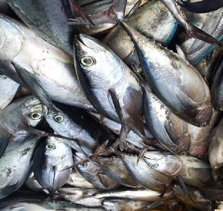 frozen fresh blue tuna - whole bluefin tuna fish