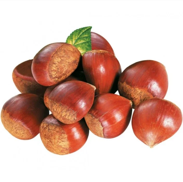 united kingdom chestnut kernel