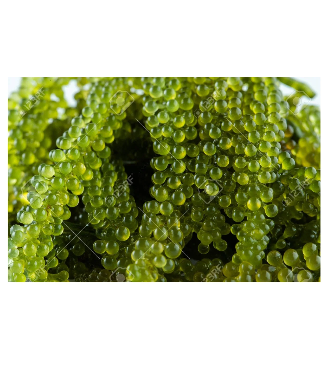 The Supplier Sea Grape Seaweed Green Caviar Vietnam Hydrated Sea Grape