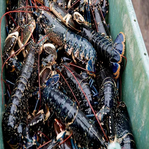 live crayfish and live lobsters rock lobster for sale