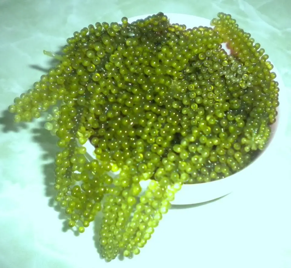 Зеленая икра. Sea grapes морской виноград. Дальневосточный морской виноград. Морской виноград зеленая икра. Китайский виноград водоросли.