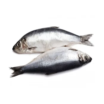 herring fish ;large quantity frozen fish chinese raised sea
