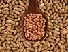 RAW GROUND NUT KERNELS 50/60 JAVA TJ