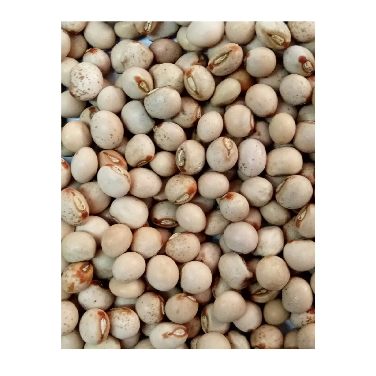 
High Quality Beans Pulses 25 kg Dry White Pigeon Peas from Myanmar in Bulk PP Bags 