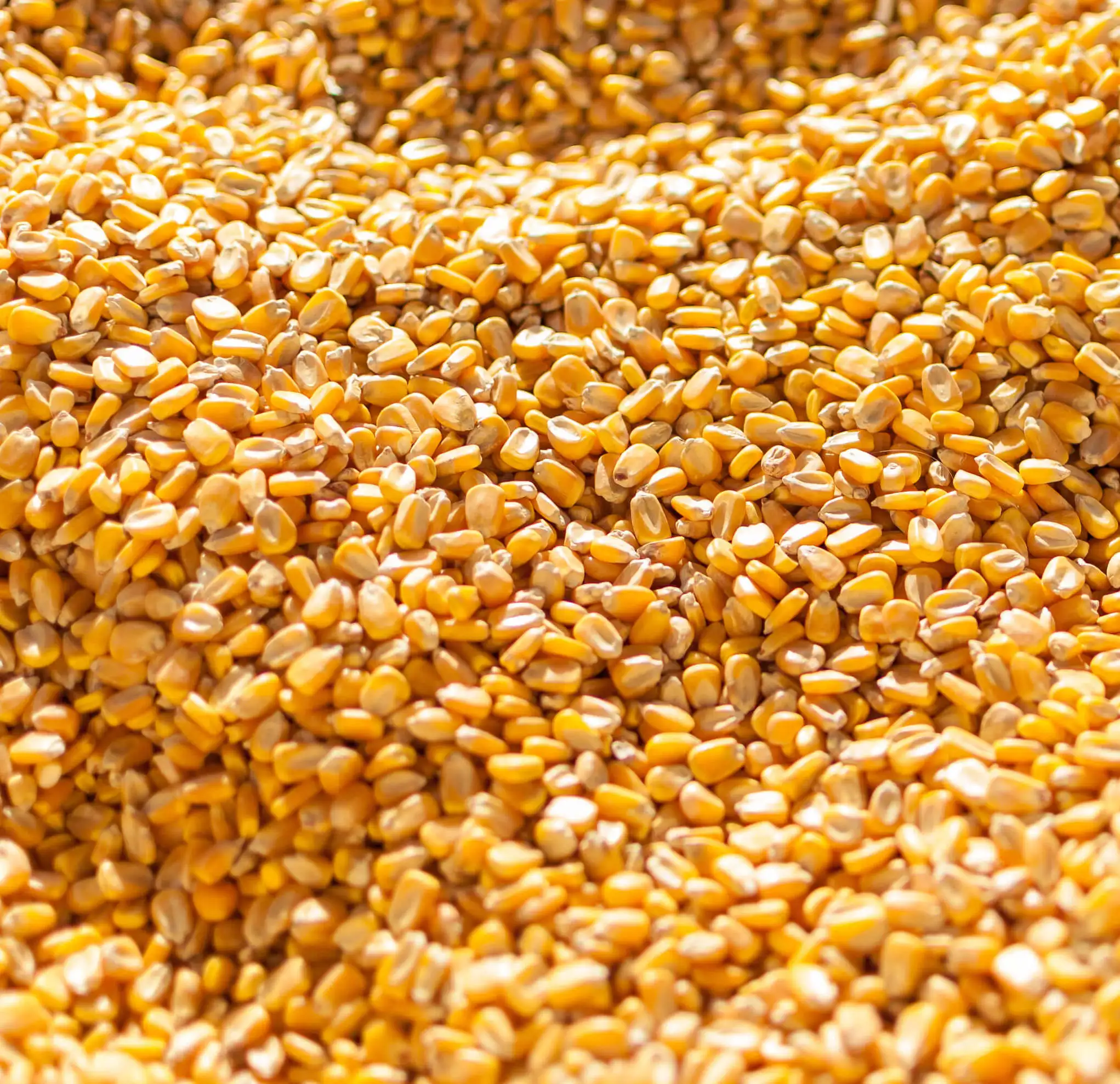 wholesale-manufacturing-bulk-kernel-dried-yellow-corn-for-sale-buy