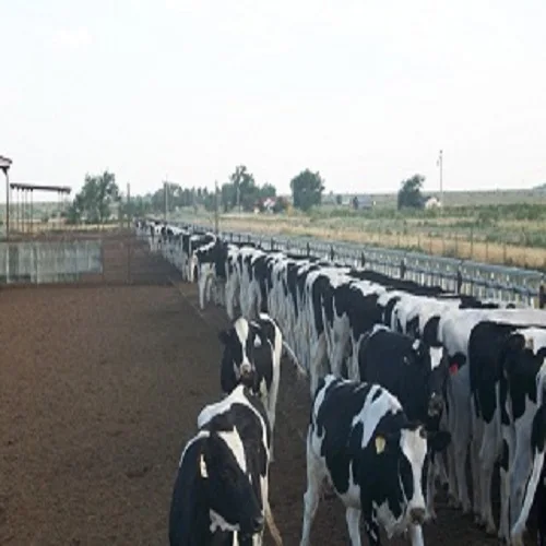 Live Dairy Cattle and Pregnant Holstein Heifers Cows Available!