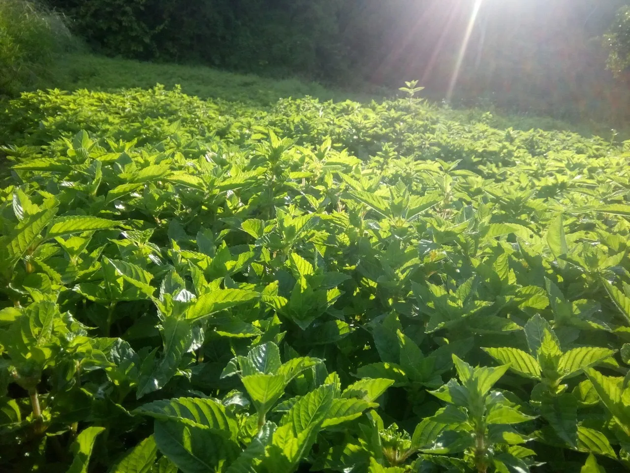 High Gum Dried Black Grass Jelly Leaves/ Grass Jelly Stick/ Mesona