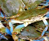Frozen Blue Swimming Crab Prices For Crab Buyer