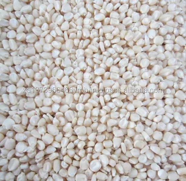 white corn 2 .jpg