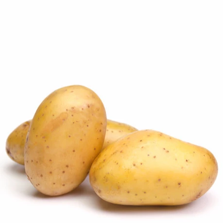 yellow fresh potatoes for fresh potato buyers