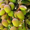 Organic Fertilizer for Fruit Trees - Organic Herbal Product - healthy growth, increased high quality yield, disease resistance