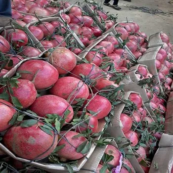 Pomegranate.jpg