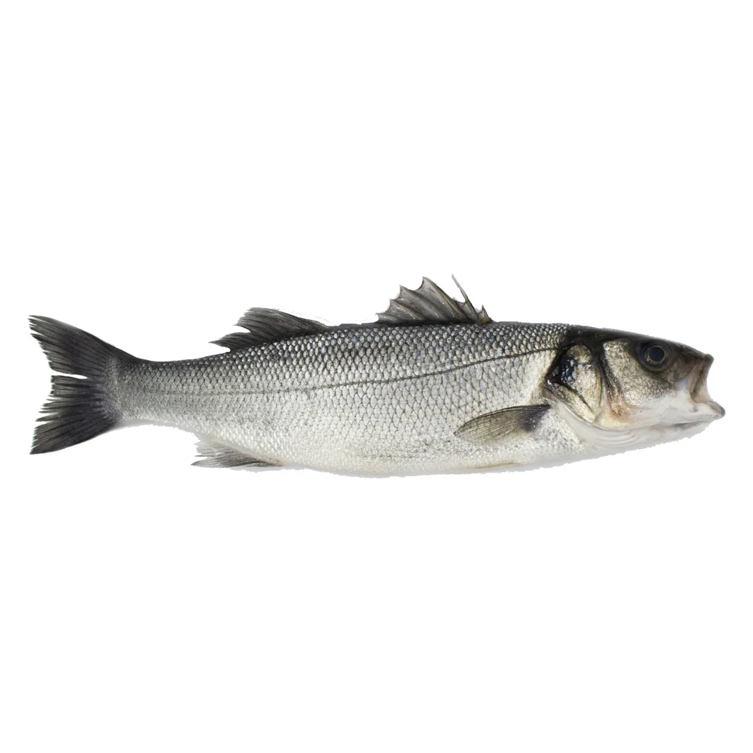 Frozen Sea Bass Sea Bass From Turkey Reasonable Prices Sea Bass Fish