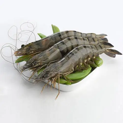 fresh whole black tiger shrimps for sale