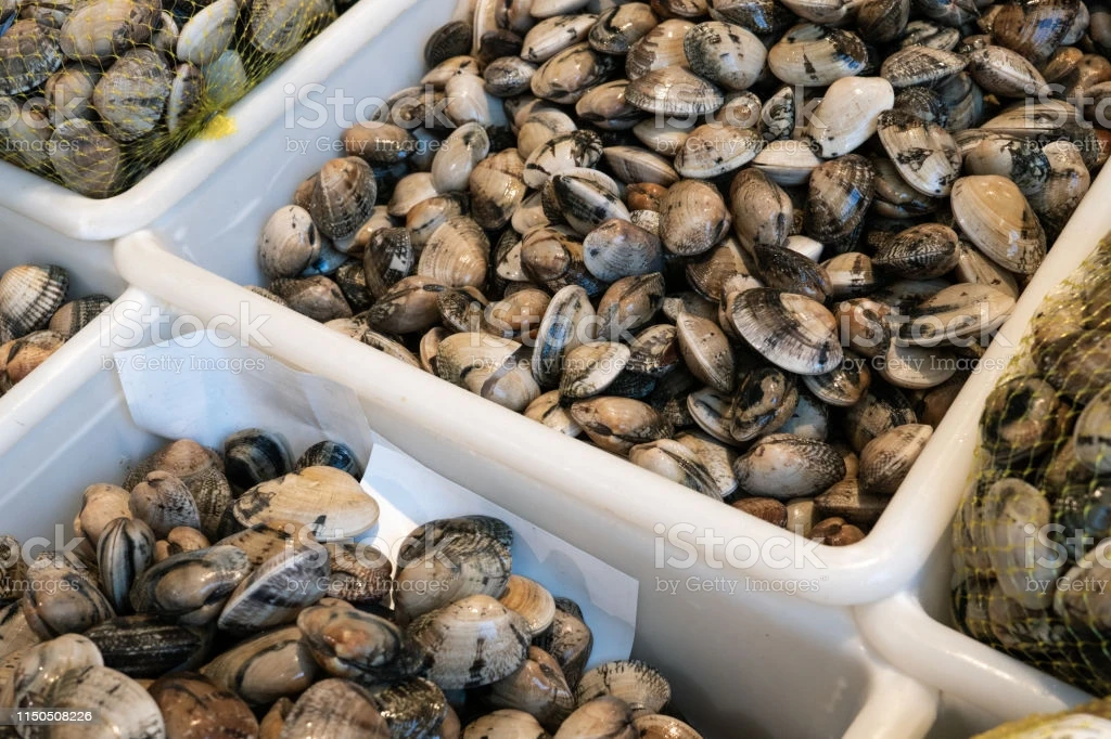 Frozen Razor Clam Export Quality (seafood) Buy Frozen Cooked Baby