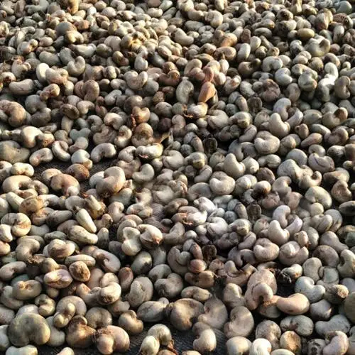 dried raw cashew nuts in shell