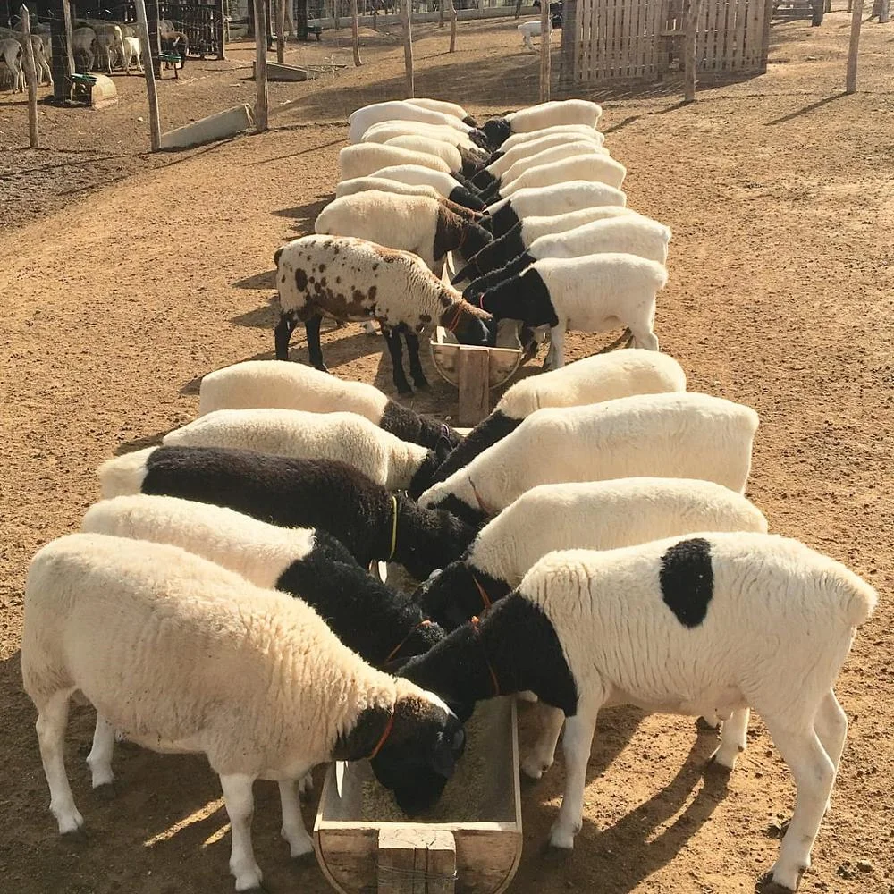 Live Awassi Sheep And Lambs Buy Alive Sheep And Lamb,Live Goats And