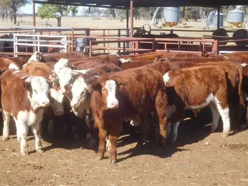 cattle.jpg
