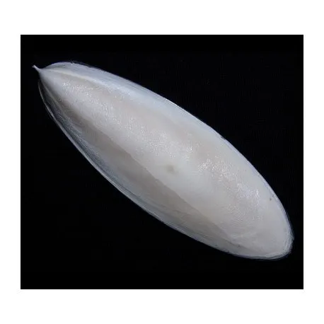 
Cuttlefish Bone 