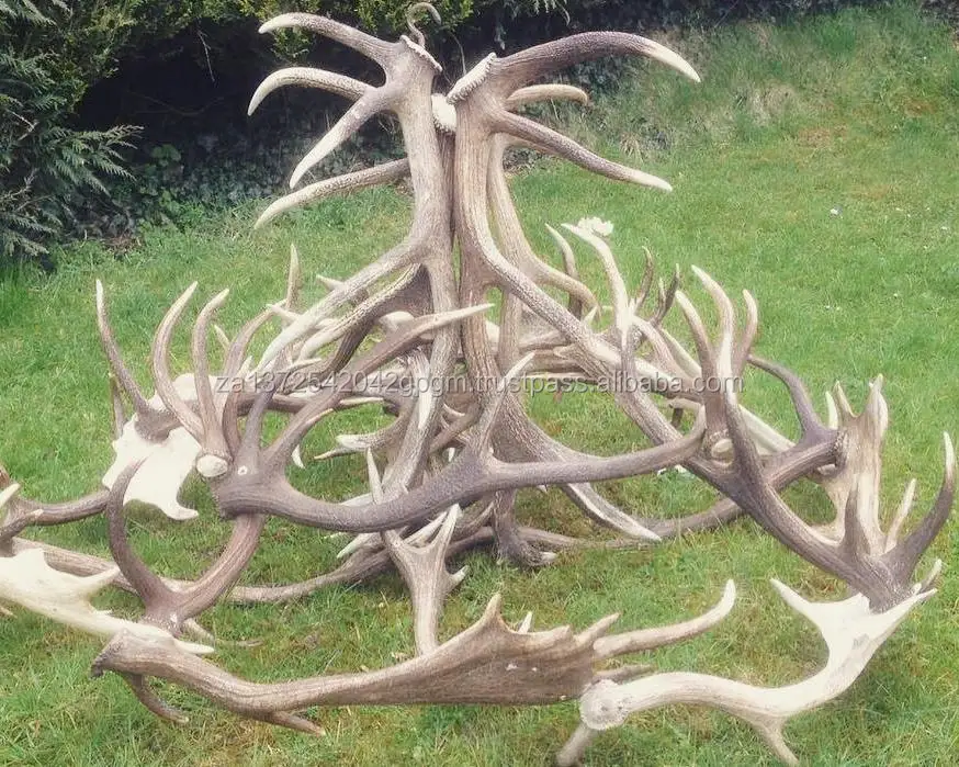 Red Deer Antlers For Sale Buy Red Deer Antlers,Deer Antlers,Antlers
