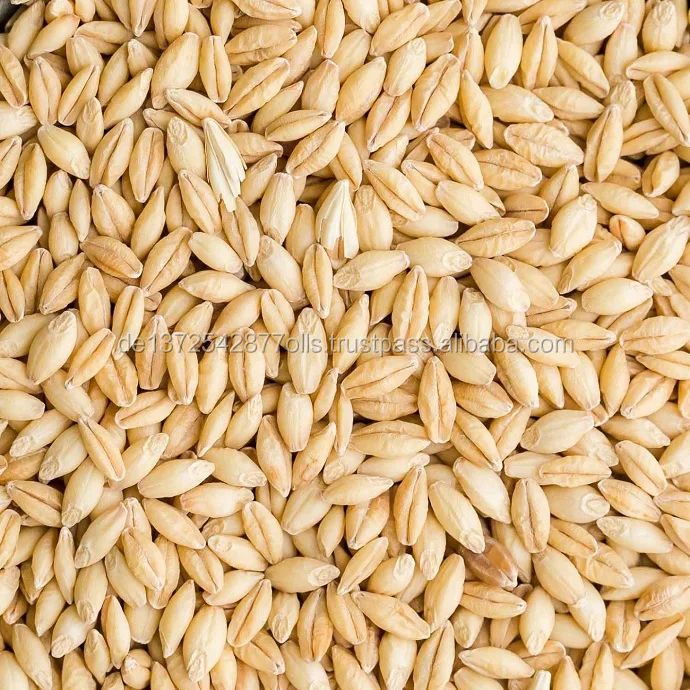 barley-2.jpg