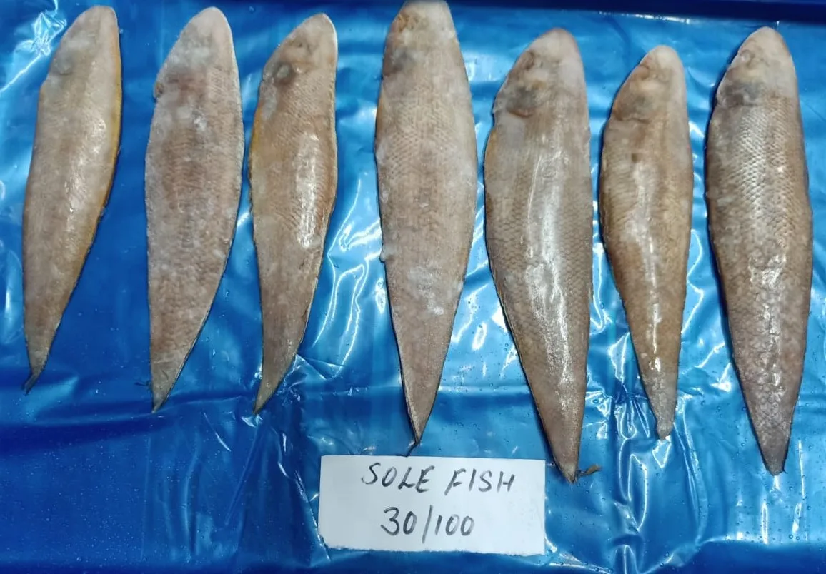 Top Quality Frozen Sole Fish Whole From India Buy Sole Fish Frozen
