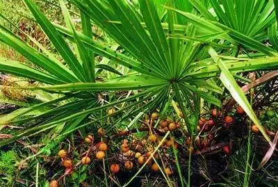 saw-palmetto-for-hair-loss.jpg