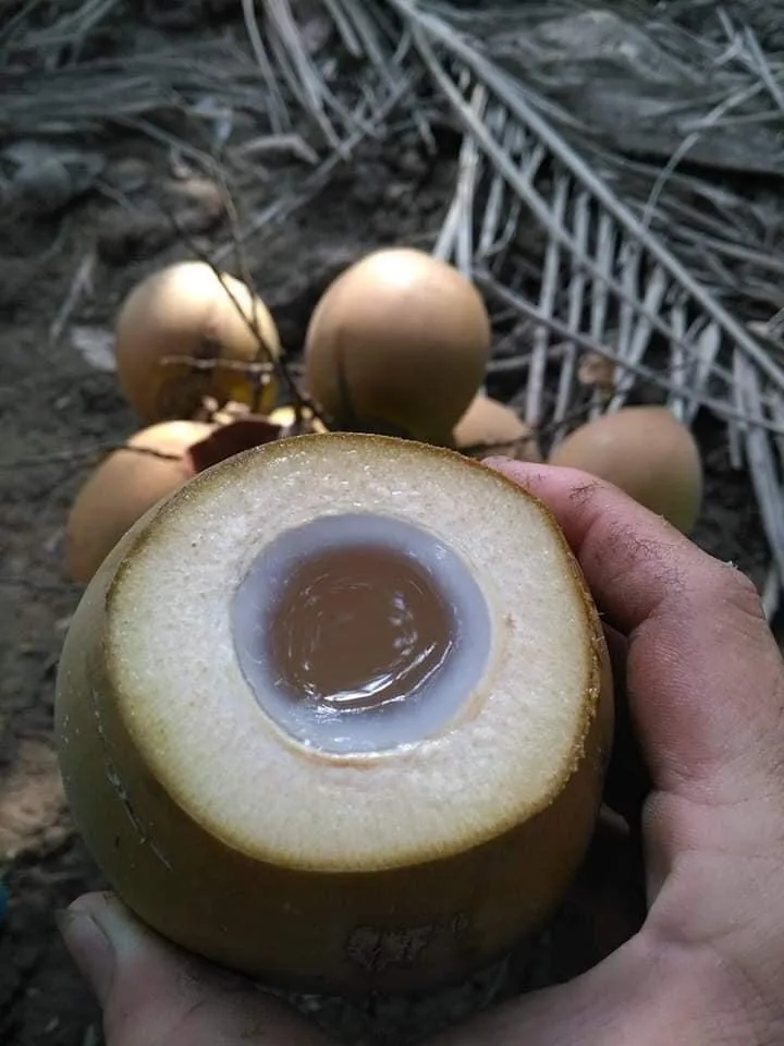 Dry Coconut/fresh Tender Coconut Semi Husked Coconut At Low Cost And