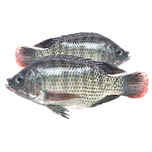 fresh tilapia fish/ frozen tilapia fish with cheap price
