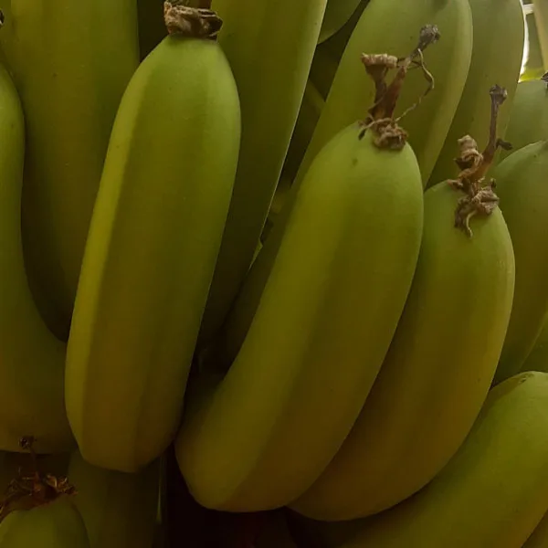 
Price per box weight of cavendish banana export newest 2020 