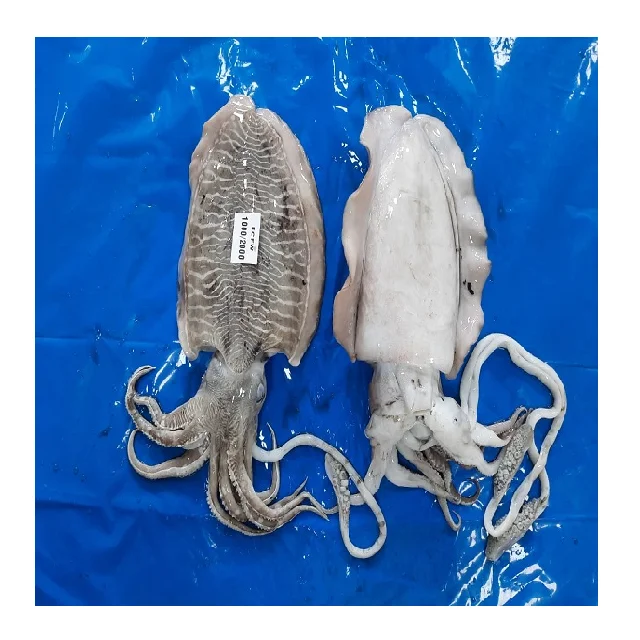 かわいい魚全体 Buy Cuttle魚 Cuttle魚冷凍 冷凍cuttle魚 Product On Alibaba Com