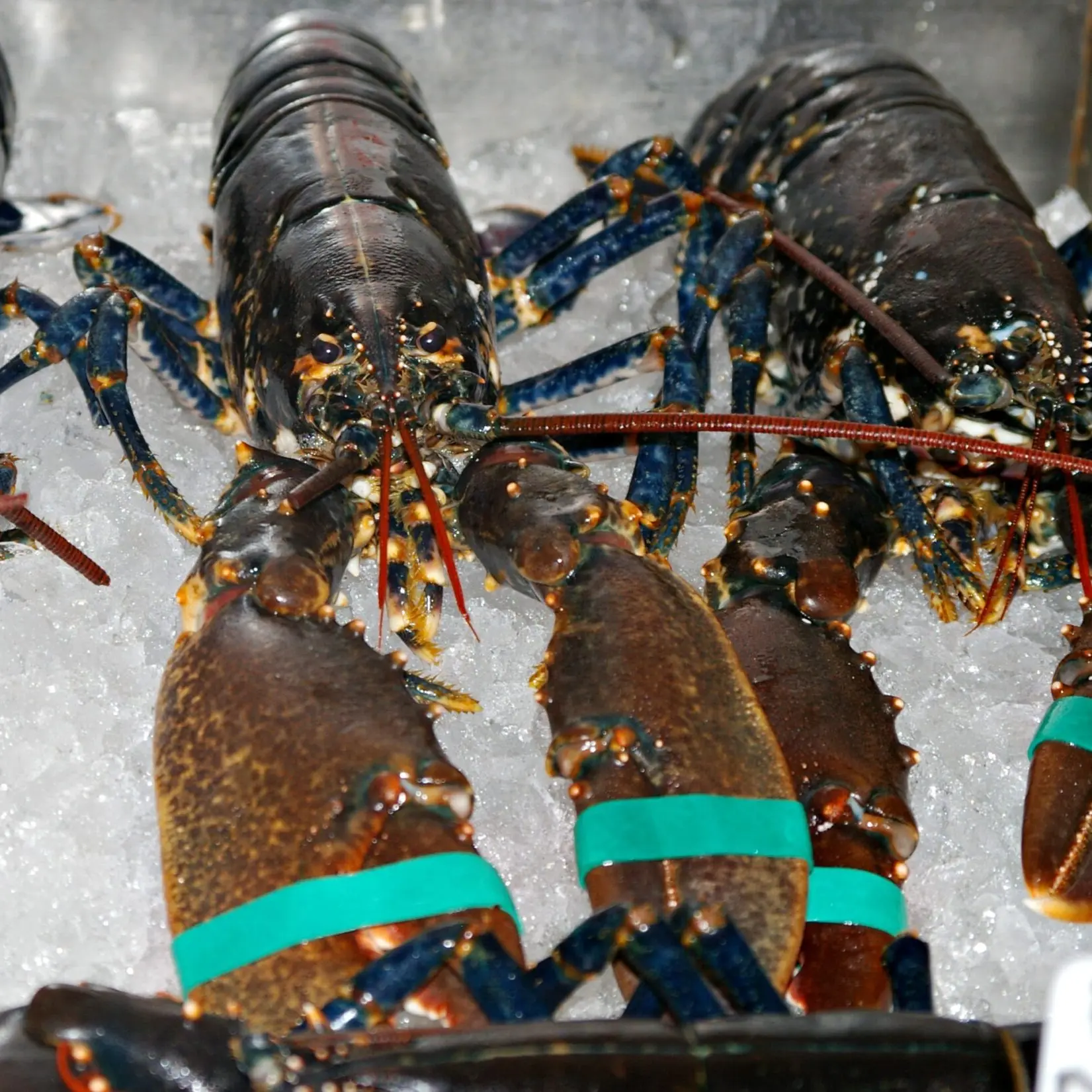 Wholesale Live Lobsters Frozen Lobster Tails / Live Lobster For Sale