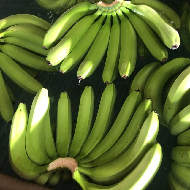 
Sole agent fresh banana in carton box price wholesale to Dalian port China 