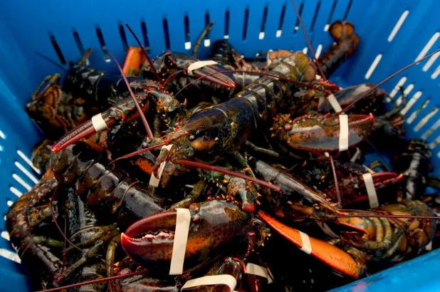 frozen whole round crayfish/crawfish in lobsters !