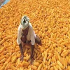 Sun Dried Yellow Corn/Maize For Eating and Feed