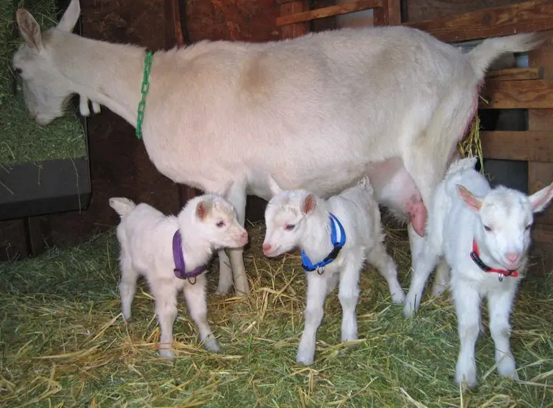 saanen goat.jpg
