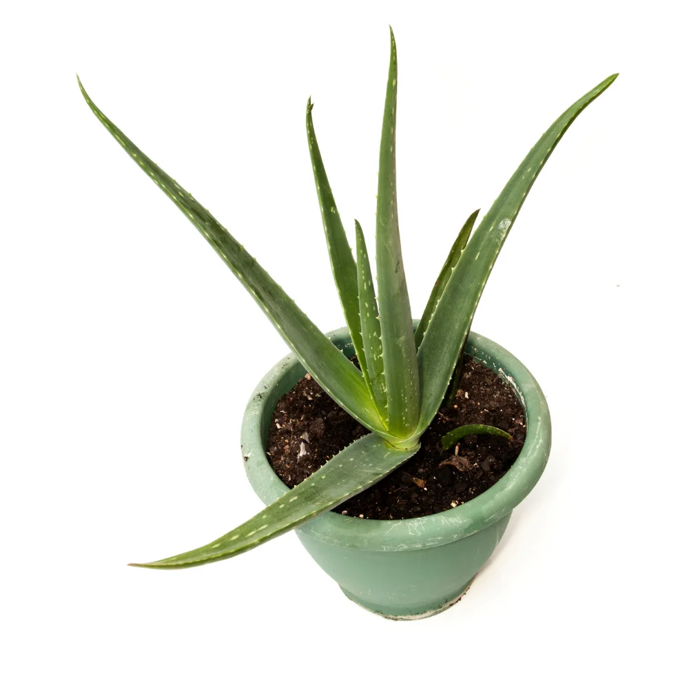 Aloe Vera Barbadensis Miller Organico Certificado Bebe Planta Cultivado Ar Aberto Na Sicilia Otima Qualidade Buy Aloe Planta Do Bebe Aloe Vera Suculenta Planta Do Bebe Product On Alibaba Com