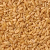 Cheap hard red winter wheat direct manufacturers in the United States